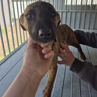 Lotus, chienne à adopter