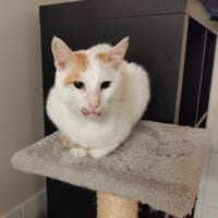 HODARI PAB28596, chat à adopter