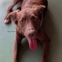 NINA, chienne à adopter