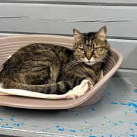 MALINE, chatte à adopter