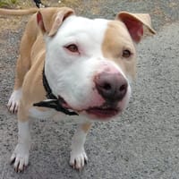 Nayron, chien à adopter