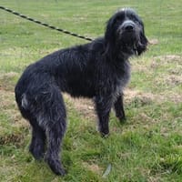 Pistache, chien à adopter