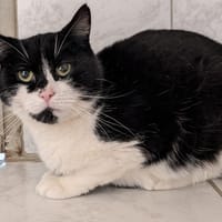 MIA, chatte à adopter