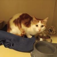 ZIRA PAB28663, chat à adopter