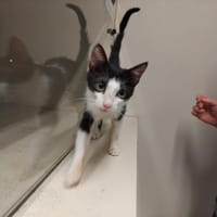 PAB28595 Charly, chat à adopter