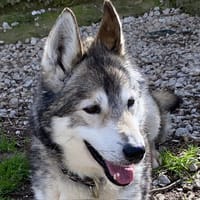 Wolf, chien à adopter