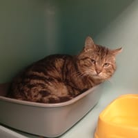 SMURF, chat à adopter