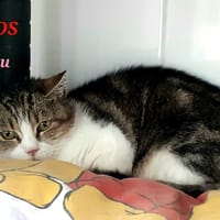 LOU A17382, chatte à adopter
