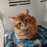 BRAD, chat à adopter