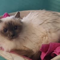 MOHERE, chat à adopter