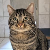 THEO, chat à adopter