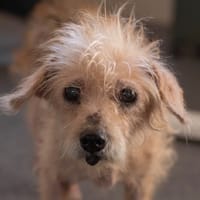 ABIGAEL, chienne à adopter