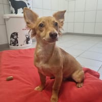 CHOCOLAT, chien à adopter