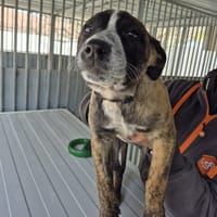 Lambada, chienne à adopter