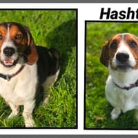 HASHTAG, chien à adopter