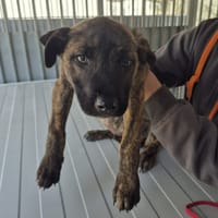 Loukoum, chien à adopter