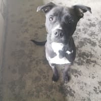 RAKY, chienne à adopter