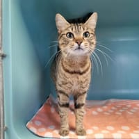 SOPHIE, chatte à adopter