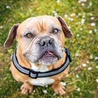 Léon, chien à adopter