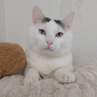 Kumo, chat à adopter