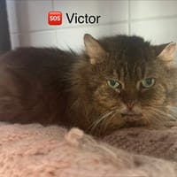 VICTOR 17384, chat à adopter