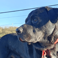 ELIOTT, chien à adopter