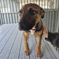 Libellule, chienne à adopter