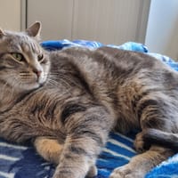 KIWI, chat à adopter