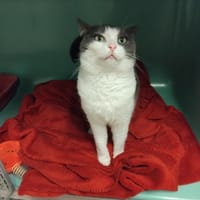 BOUDANE PAB28650, chatte à adopter