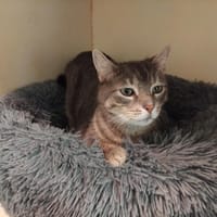 Choupi PAB28572, chat à adopter