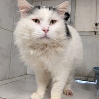 BALTIK, chat à adopter