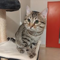 GOUDA PAB28649, chat à adopter