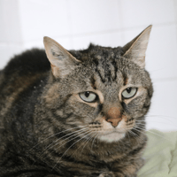 RITSU HAB17552, chatte à adopter