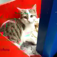Patchou, chat à adopter