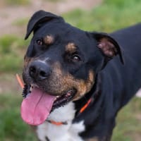 OREO, chien à adopter