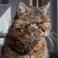 ODIN, chat à adopter