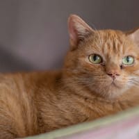 CHAMANE, chat à adopter