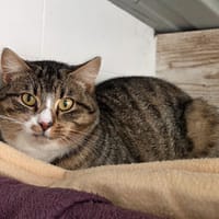 Spirou, chat à adopter