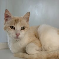 Sybilla, chatte à adopter