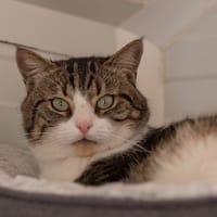 CATNAP, chat à adopter