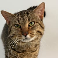 rocco, chat à adopter