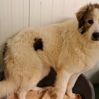 Bunny, chien à adopter