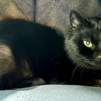 ONLYOU, chatte à adopter