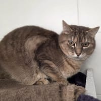 Ramaya, chatte à adopter