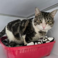 Maurice, chat à adopter