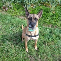 SKY, chien à adopter