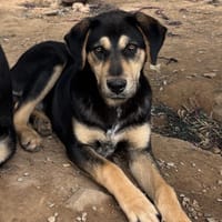 Benito, chien à adopter