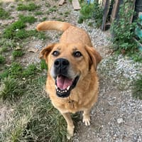 Miguel, chien à adopter