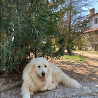 Mr White, chien à adopter