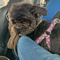 PISTON, chien à adopter